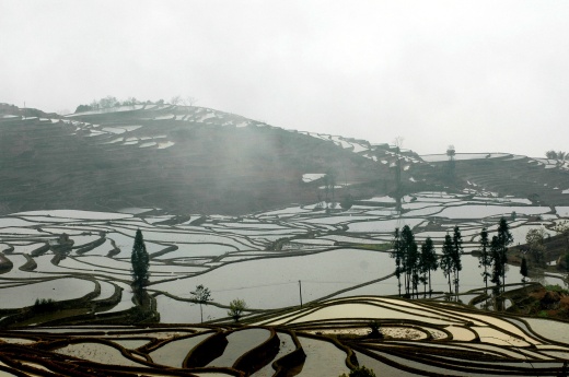 Misty rice padi fields, Yunnan, China